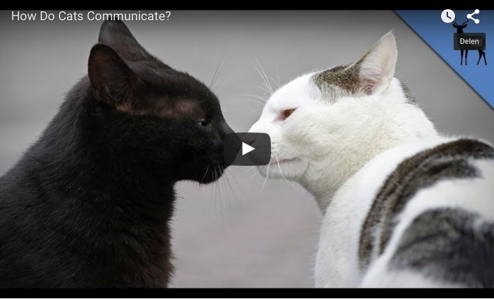 Hoe katten communiceren - De Kattensite